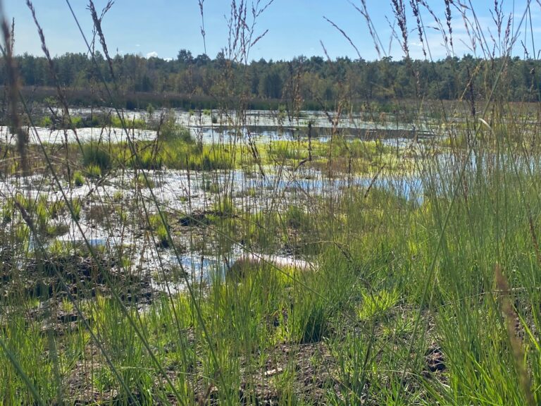 Wanderung durch das Grambower Moor